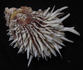 Spondylus plurispinosus  88.7mm F++/F+++