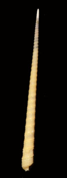 Terebra triseriata  94.1mm F+++