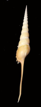 Tibia fusus  230mm F++/F+++