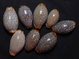 Cypraea limacina  25mm-34mm F+++