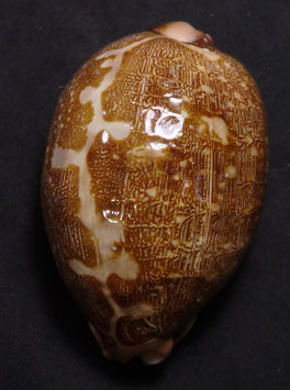 Cypraea mappa  73.1mm F+++ corded body form sea shell