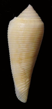 Conus vimineus  36mm F++