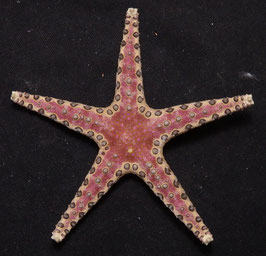 Starfish species  73mm F+++ sun dried