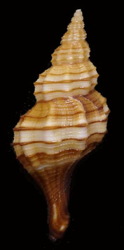 Granulifusus dondani  39.4mm F+++