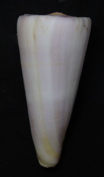 Conus kintoki  97mm F++/F+++