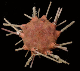 Stereocidaris granularis rubra  48.2mm F+++ sea urchin
