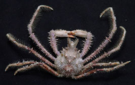Pleistacantha maxima  32.1mm  crabs taxidermy