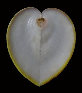 Corculum roseum  32.5mm F+++
