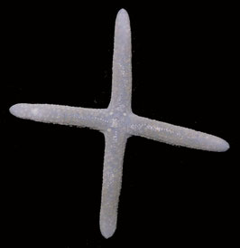 starfish species  size 116mm  sun dried