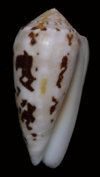 Conus floccatus  58.9mm F+++