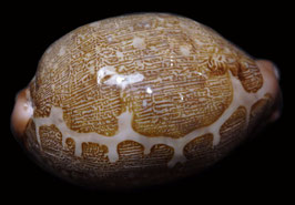Cypraea mappa  64.7mm F+++ ,