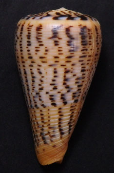 Conus suratensis  77.4mm F+++