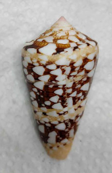 Conus ammiralis 53.6mm F+++