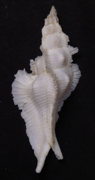Pterynotus alatus  83.4mm F+/F++