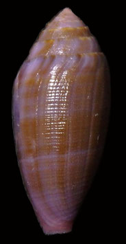 Conus granum  41.6mm F++