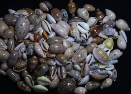 assorted cypraea shells 14mm-50mm F+++