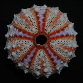 Coelopleurus maculatus 38.8mm F+++,
