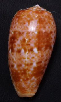 Conus bullatus  56.8mm F+++