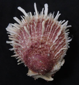 Spondylus barbatus  81.5mm F+++