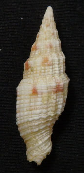 Vexillum  mirabile angulosa 27.5mm F+++