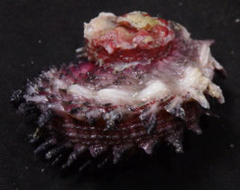 Angaria aculeata   39.8mm F++