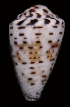 Conus musicus  20.3mm F++