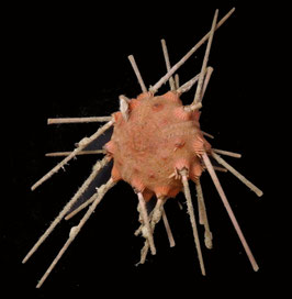 Stereocidaris granularis rubra  53.4mm F+++ sea urchin