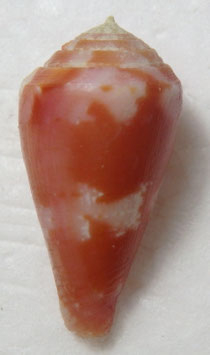 Conus pertusus  29.7mm F+++