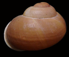 Helicostyla cryptica  60.5mm F++/F+++