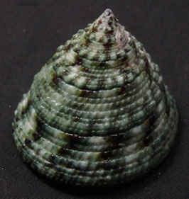 Trochus maculatus  48.2mm F+++