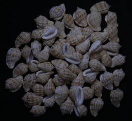 Morum watanabei 27mm-34mm F++ set of 60pcs sea shells