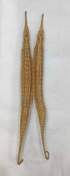 Sea dragon Phyllopteryx taeniolatus  181mm - 190mm sun dried