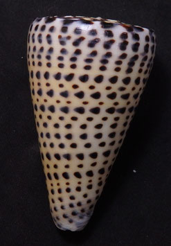 Conus leopardus  76.7mm F+++