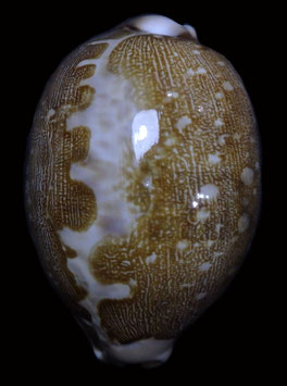 Cypraea mappa 63.1mm F+++