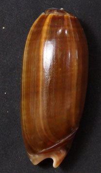 Oliva Irisans f. fordi  53.8mm F+++