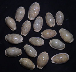 Cypraea erosa  30mm - 39mm F+++