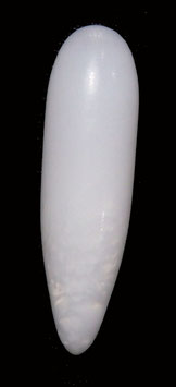 Hippopus hippopus clam pearl  20.9mm x 5.9mm  F+++