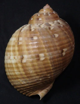 Tonna chinensis f. pictum  135.7mm F+++
