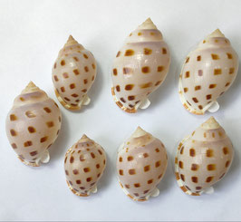 Semicassis bisulcata booleyi 41mm - 58mm F+++ set 7pcs