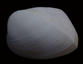 Trapezium oblongum 65.4mm F+++