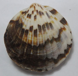 Tucetona pectunculus 45.4mm F+++