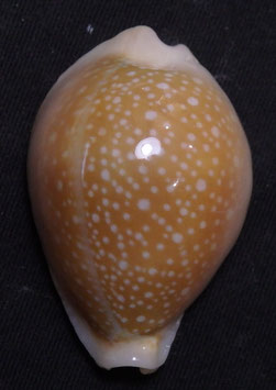 Cypraea miliaris  41.3mm F+++