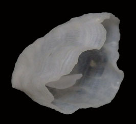 Cheilea equestris  29.2mm F+++