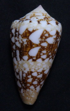 Conus ammiralis 53.8mm F+++