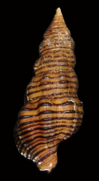 Turrilatirus turritus  45mm F+++