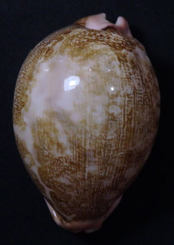 Cypraea mappa 72.1mm F+++