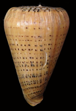 Conus betulinus  136.1mm F++/F+++ amazing form