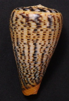 Conus suratensis  67.8mm F+++