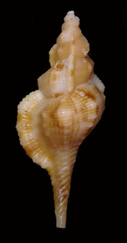 Cymatium tenuiliratum  52.1mm F++