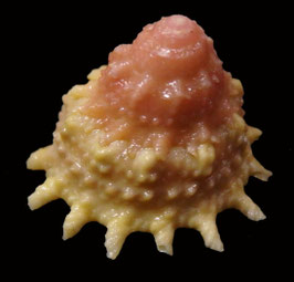Astralium roseabasis  14.1mm F+++